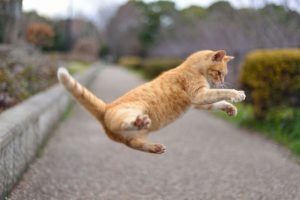 ジャンプ猫