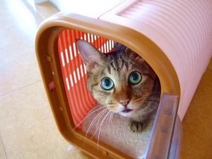 猫病院