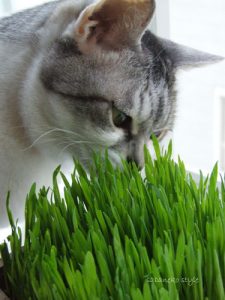 猫草