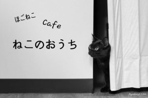 ねこのおうち