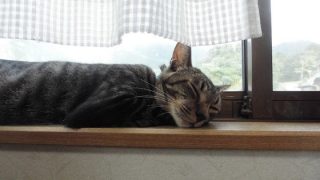 保護猫カフェまたたびあんブログより