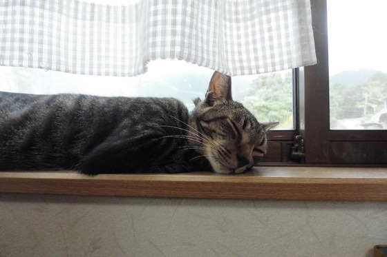 三重県にあるお勧めの保護猫カフェをご紹介します コネコ ネコネコ モフモフダイアリ