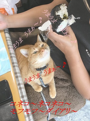 猫に人のご飯はＮＧ