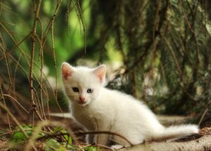白子猫